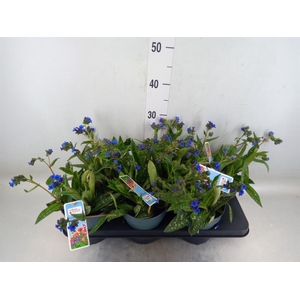 Pulmonaria angustifolia