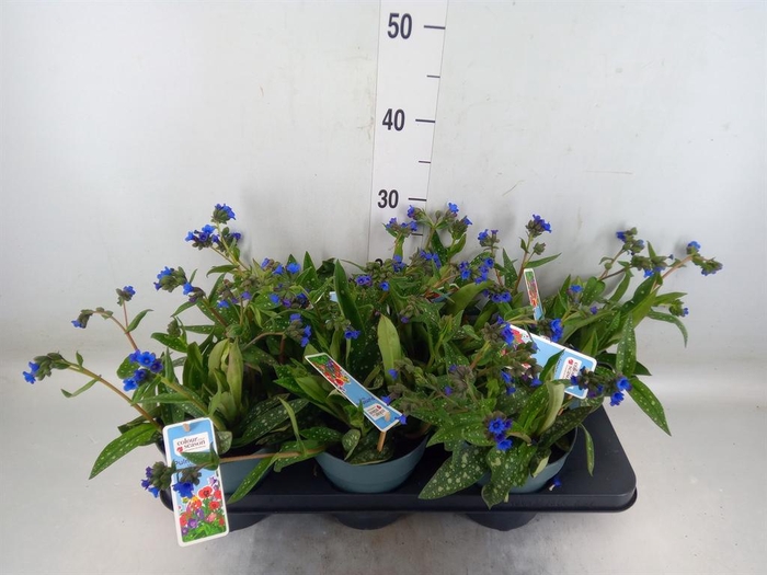 <h4>Pulmonaria angustifolia</h4>
