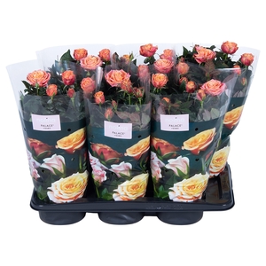 Nolina Roses Ø 17 cm Orange st. 2-3