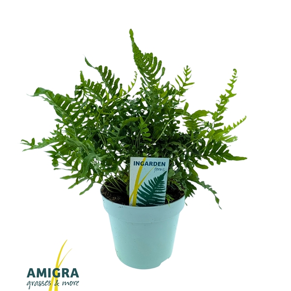 <h4>Polypodium vulgare</h4>