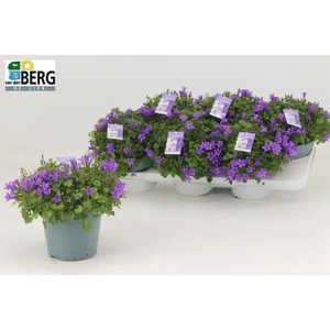 Camp Portenschlagian