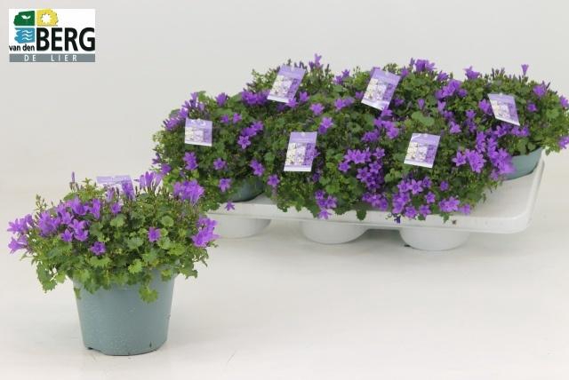 <h4>Camp Portenschlagian</h4>