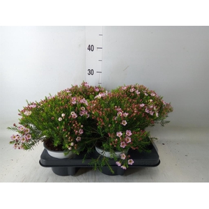 Chamelaucium unci.   ...