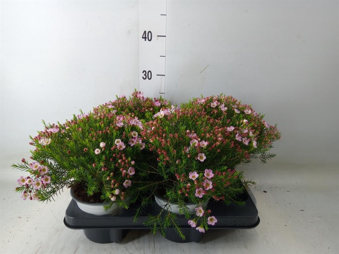 <h4>Chamelaucium unci.   ...</h4>