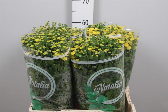 <h4>Tana Pa Amazone</h4>