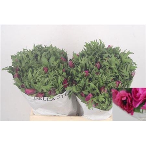 Anemone Mistral Fuchsia