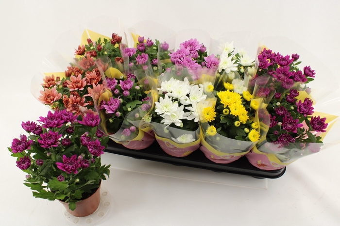 <h4>CHRYS GEVULDBL GEM</h4>