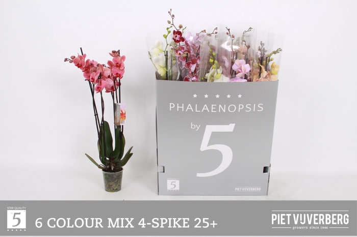 <h4>PHAL GEM 6 KL</h4>