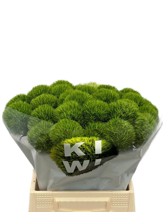 <h4>DI BARB KIWI MELLOW</h4>