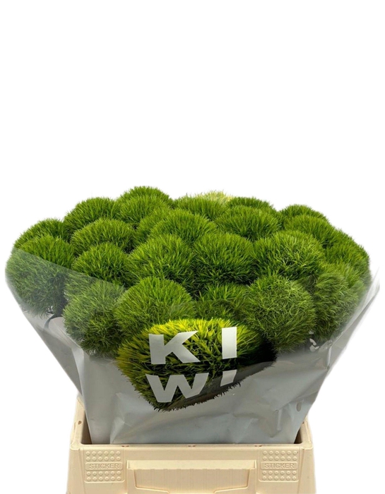 <h4>DI BARB KIWI MELLOW</h4>