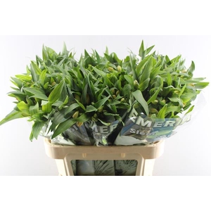 Alstr Aurora (oranje)