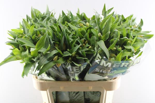 <h4>Alstr Aurora (oranje)</h4>