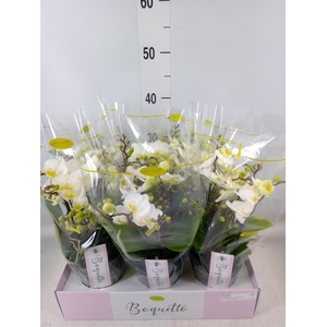 Phalaenopsis multi.   ...white