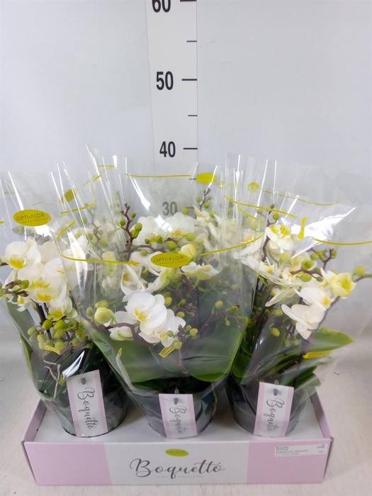 <h4>Phalaenopsis multi.   ...white</h4>
