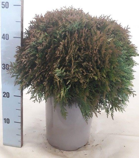 <h4>THUJA O DANICA</h4>