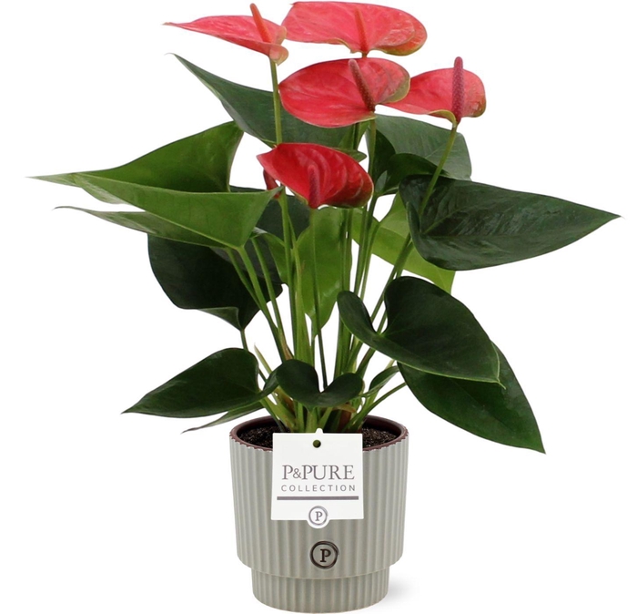 Anthurium Sweet Dream in Pure Ivy ceramics