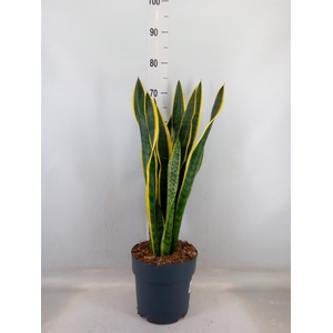 Sansevieria trifa. 'Laurentii'