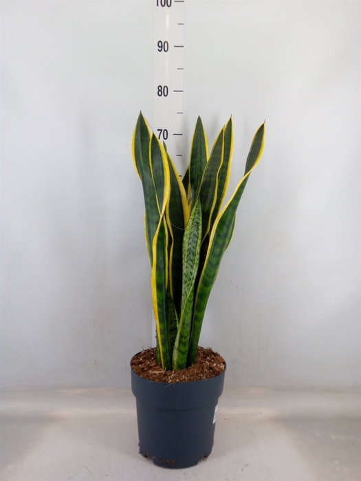 <h4>Sansevieria trifa. 'Laurentii'</h4>