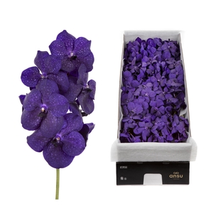 Vanda 16 tak Deep Blue