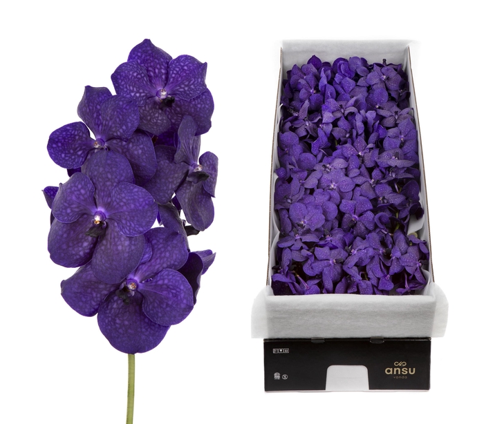 <h4>Vanda 16 tak Deep Blue</h4>