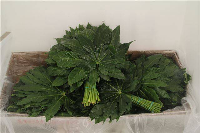 <h4>FATSIA JAPONICA BLAD</h4>