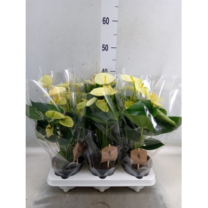 Anthurium andr. 'Vanilla'