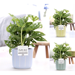 Monstera Adansonii in P&PURE FLeur cer. ass. 3