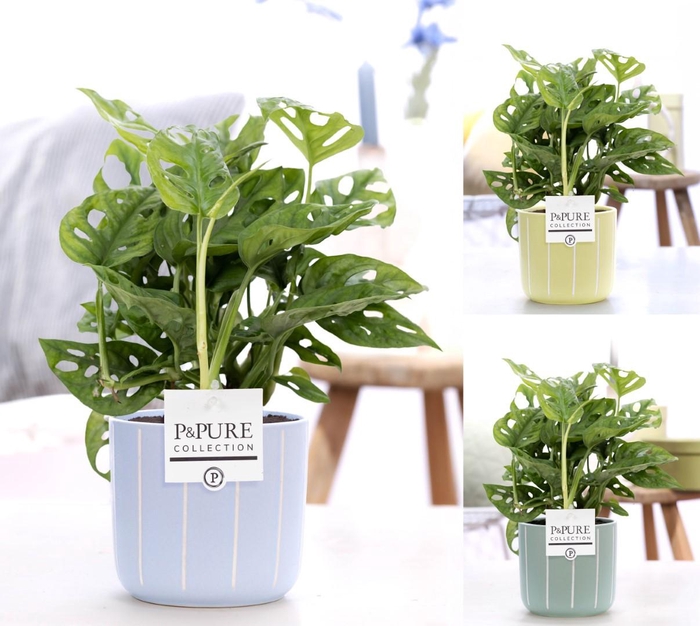 <h4>Monstera Adansonii in P&PURE FLeur cer. ass. 3</h4>