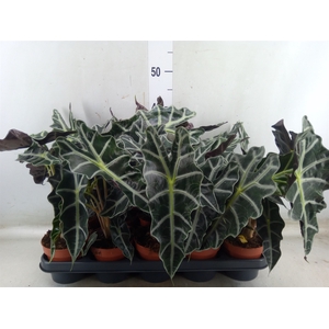 Alocasia amazonica 'Polly'