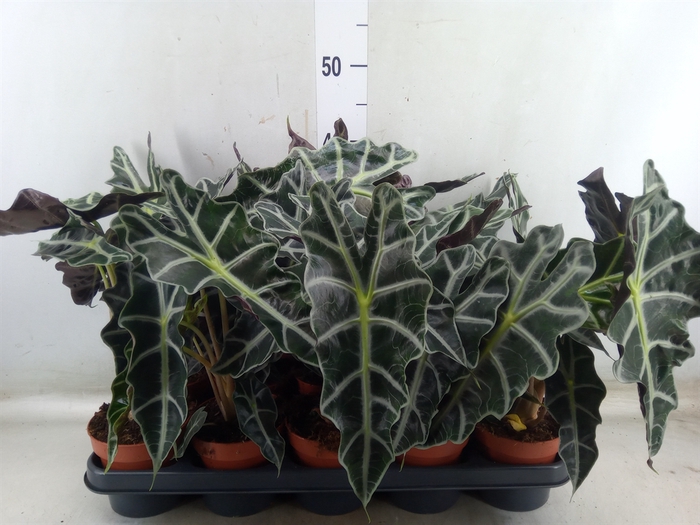 <h4>Alocasia amazonica 'Polly'</h4>