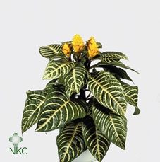 Aphelandra squar. 'Dania'