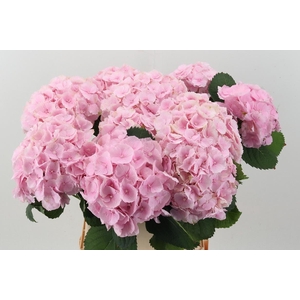 Hydr M Ch Verena 90cm