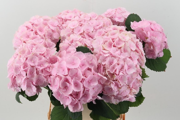<h4>Hydr M Ch Verena 90cm</h4>