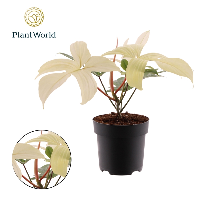 <h4>Philodendron Florida Ghost</h4>
