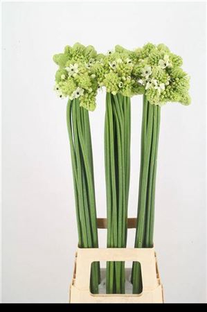 <h4>Ornit Saundersiae 95cm</h4>