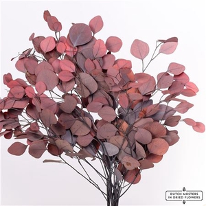 PRES EUCA POPULUS RED BUNCH