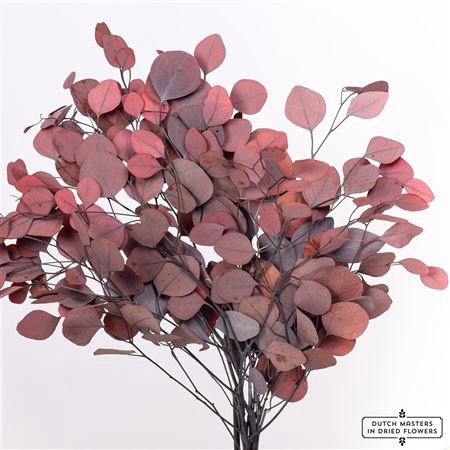 <h4>PRES EUCA POPULUS RED BUNCH</h4>