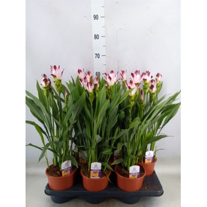 Curcuma   ...