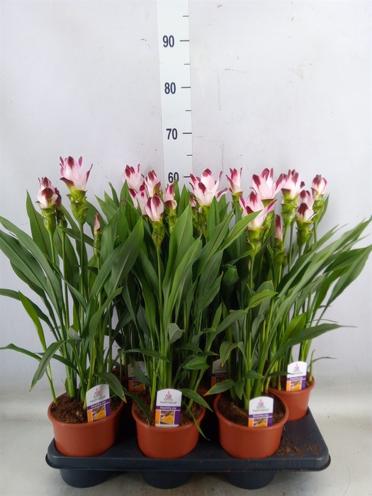 <h4>Curcuma   ...</h4>