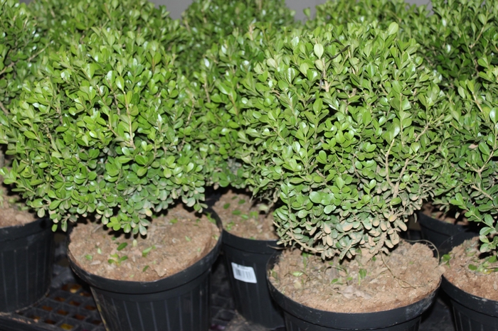 <h4>BUXINHO P24</h4>