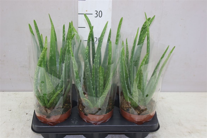 <h4>Aloe Vera</h4>