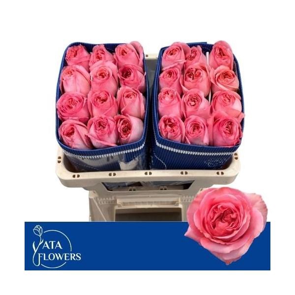 <h4>R Gr Pink X-Pression</h4>