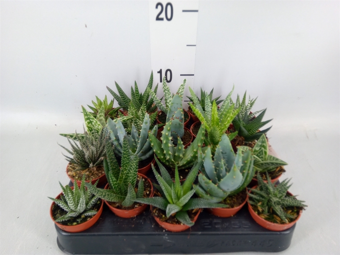 <h4>Aloe   ...mix</h4>