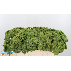 AMMI VIS GREEN MIST