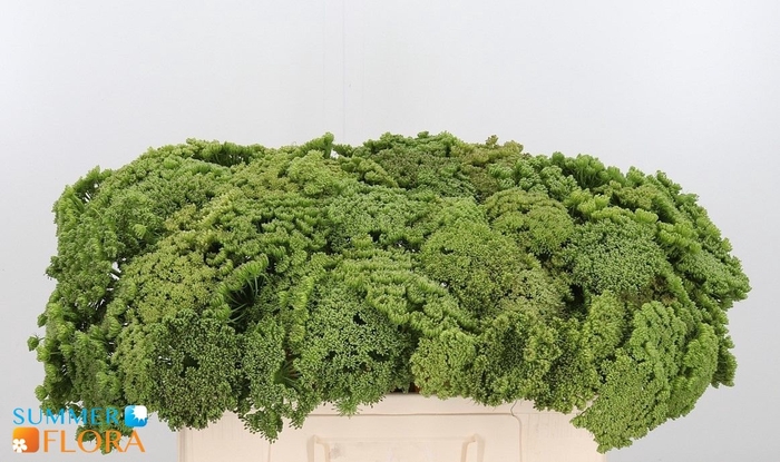 <h4>AMMI VIS GREEN MIST</h4>