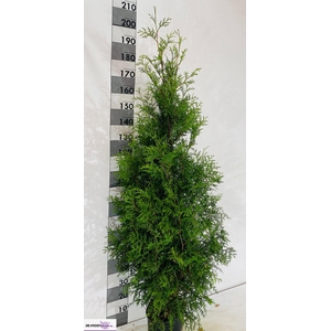 THUJA O BRABANT
