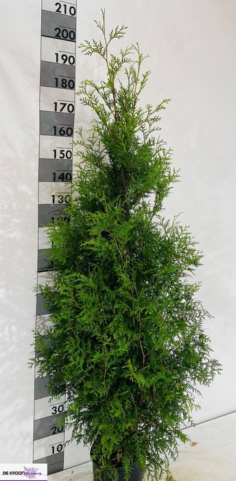 <h4>THUJA O BRABANT</h4>