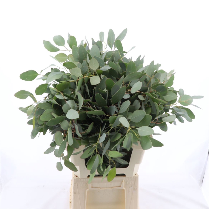 <h4>Eucalyptus per bos polyanthemos</h4>