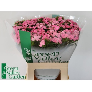 DIANTHUS BARB. 'SWEET WILL PINK'