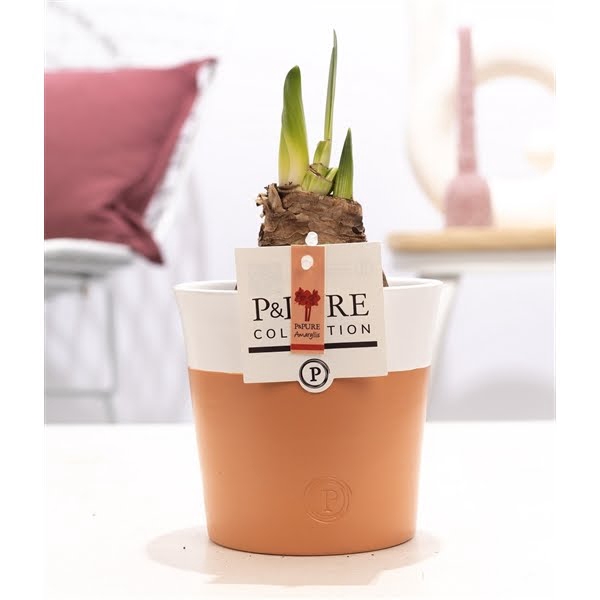 <h4>Hippeastrum red in P&PURE Terra Cotta 4 white</h4>